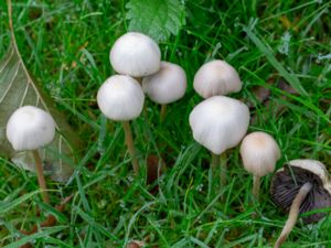 Panaeolus acuminatus - Högbroking