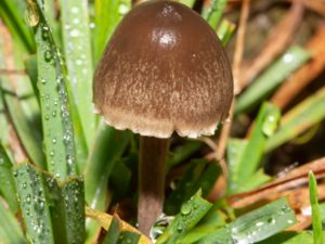 Panaeolus papilionaceus - Petticoat Mottlegill - Gråboking