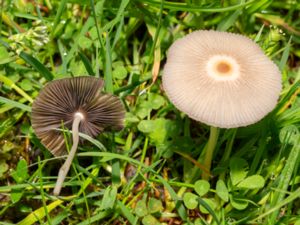 Parasola auricoma - Brunhårig bläcksvamp