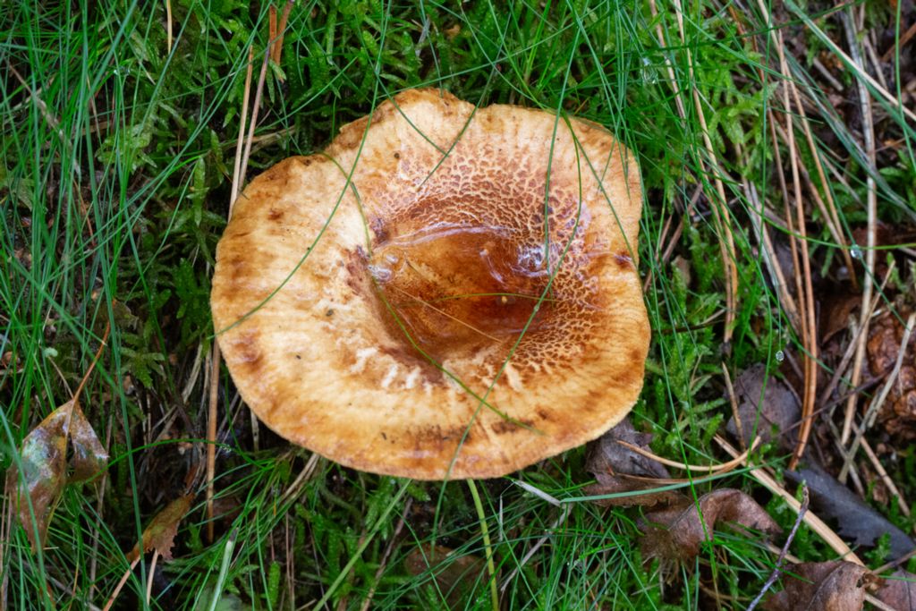 Paxillus involutus - Brown Rollrim - Pluggskivling