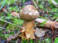 Paxillus involutus Ädelgransplanteringen, Toarp, Malmö, Skåne, Sweden 20231113_0026