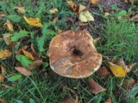 Paxillus involutus Potatisåkern, Malmö, Skåne , Sweden 20190928_1