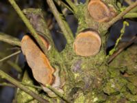 Phellinus pomaceus Ödetomt Toftvägen, Trelleborg, Skåne, Sweden 20241229_0001