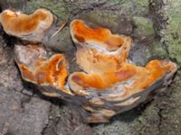 Phellinus pomaceus on Prunus cerasifera Smedjegatan-Bergsgatan, Malmö, Skåne, Sweden 20241123_0016