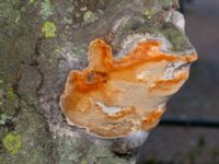 Phellinus pomaceus on Prunus cerasifera Smedjegatan-Bergsgatan, Malmö, Skåne, Sweden 20241123_0018