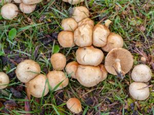 Pholiota gummosa - Sticky Scalycap - Gröngul flamskivling