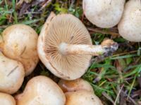 Pholiota gummosa Fuktängen, Klagshamns udde, Malmö, Skåne, Sweden 20241027_0003