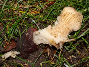 Pleurotus dryinus - Veiled Oyster - Ringmussling