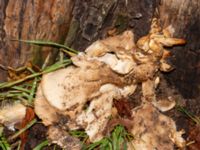 Pleurotus dryinus Altonaparken, Malmö, Skåne, Sweden 20241207_0007