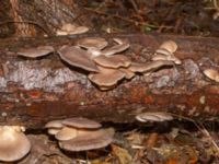 Pleurotus ostreatus Skogholms ängar, Malmö, Skåne, Sweden 20241226_0111