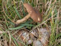 Pluteus cervinus Höjden, Bulltoftaparken, Malmö, Skåne, Sweden 20241103_0018