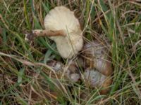 Pluteus cervinus Risebergabäcken, Bulltoftaparken, Malmö, Skåne, Sweden 20241103_0017