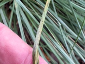 Puccinia caricina