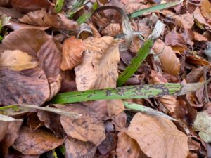 Puccinia obscura