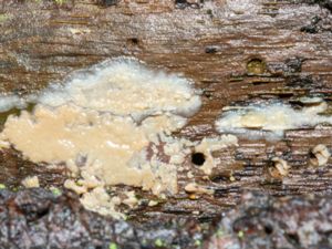 Radulomyces confluens - Blötskinn