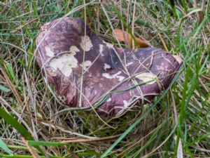 Russula cessans - Tardy Brittlegill - Tallkremla