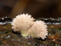 Schizophyllum commune Skogholms ängar, Malmö, Skåne, Sweden 20241226_0108