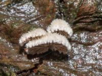 Schizophyllum commune Skogholms ängar, Malmö, Skåne, Sweden 20241226_0110