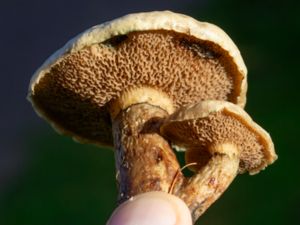 Suillus viscidus - Sticky Bolete - Grå lärksopp