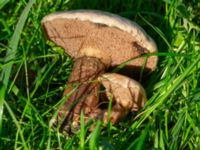 Suillus viscidus Källängen, Malmö, Skåne, Sweden 20240928_0001