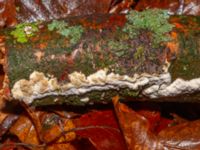 Trametes gibbosa Tallriken, Pildammsparken, Malmö, Skåne, Sweden 20241225_0025