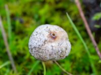 Tulostoma brumale Valenciagatan, Malmö, Skåne, Sweden 20241028_0017