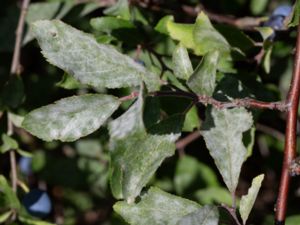 Uncinula prunastri - Slånmjöldagg