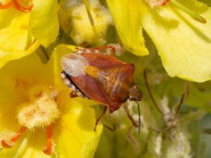 Carpocoris purpureipennis - Purpurbärfis