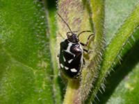 Eurydema oleracea Vanningen, Vellinge, Skåne, Sweden 20240613_0074