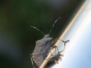 Halyomorpha halys - Brown Marmorated Stink Bug - Brunmarmorerad bärfis