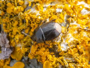 Legnotus limbosus - Bordered Shieldbug - Vitbrämad taggbening