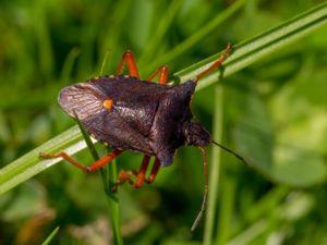 Pentatoma rufipes - Forest Bug - Rödbent bärfis