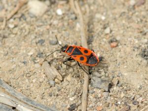 Pyrrhocoris apterus - Firebug - Eldlus