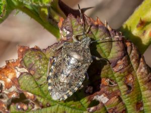 Rhaphigaster nebulosa - Mottled Shieldbug