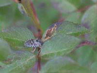 Rhaphigaster nebulosa Sevastopol-Yalta, Crimea, Russia 20150915_0373