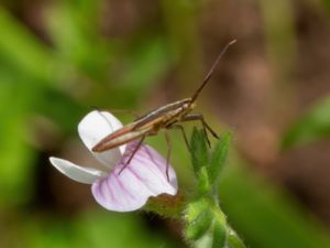 Stenodema laevigata