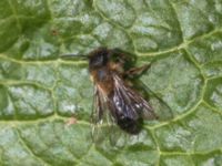 Andrena apicata female Djungelparken, Bunkeflostrand, Malmö, Skåne, Sweden 20230430_0168