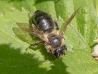 Andrena carantonica A-skogen, Almåsa, Malmö, Skåne, Sweden 20240519_0041