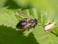 Andrena carantonica A-skogen, Almåsa, Malmö, Skåne, Sweden 20240519_0044