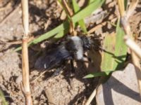 Andrena cineraria Toarpsdammen, Toarp, Malmö, Skåne, Sweden 20230509_0020