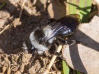 Andrena cineraria Toarpsdammen, Toarp, Malmö, Skåne, Sweden 20230509_0030