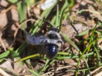 Andrena cineraria Toarpsdammen, Toarp, Malmö, Skåne, Sweden 20230509_0032