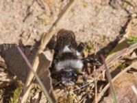 Andrena cineraria Toarpsdammen, Toarp, Malmö, Skåne, Sweden 20230509_0035