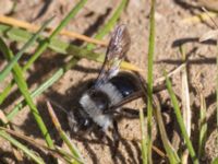 Andrena cineraria Toarpsdammen, Toarp, Malmö, Skåne, Sweden 20230509_0037