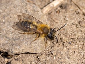 Andrena clarkella - Videsandbi