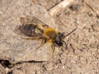 Andrena clarkella Scaniaparken, Malmö, Skåne, Sweden 20220429_0096