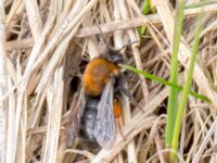 Andrena clarkella Skogholms ängar, Malmö, Skåne, Sweden 20160406B_0001