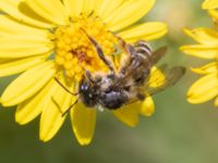 Andrena denticulata Södra stigen, Toarp, Malmö, Skåne, Sweden 20240708_0101