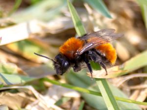 Andrena fulva - Tawny Mining Bee - Glödsandbi