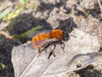 Andrena fulva Gamla skjutbanan, Husie mosse, Malmö, Skåne, Sweden 20240415_0123